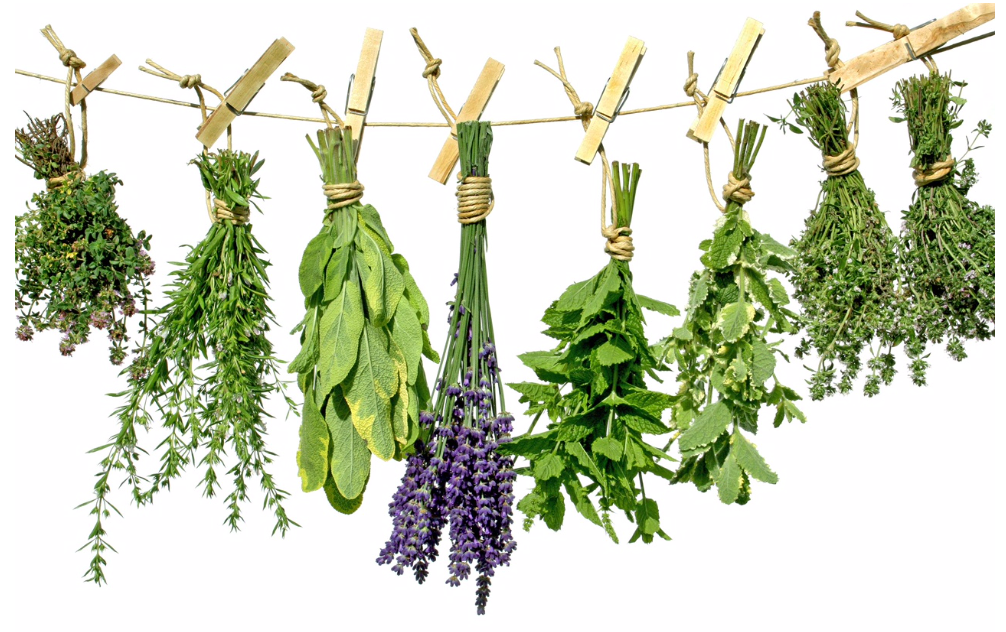 The wonder of Shakespearean Herbs