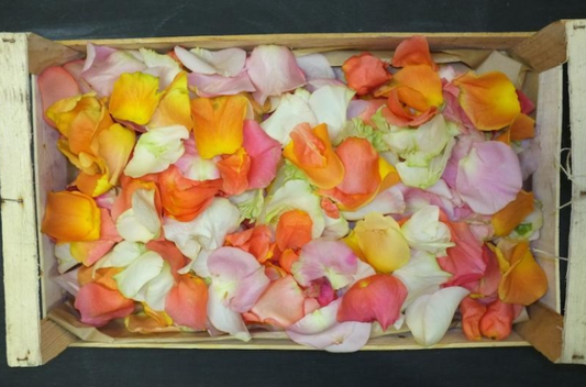 Celebration of life rose petals