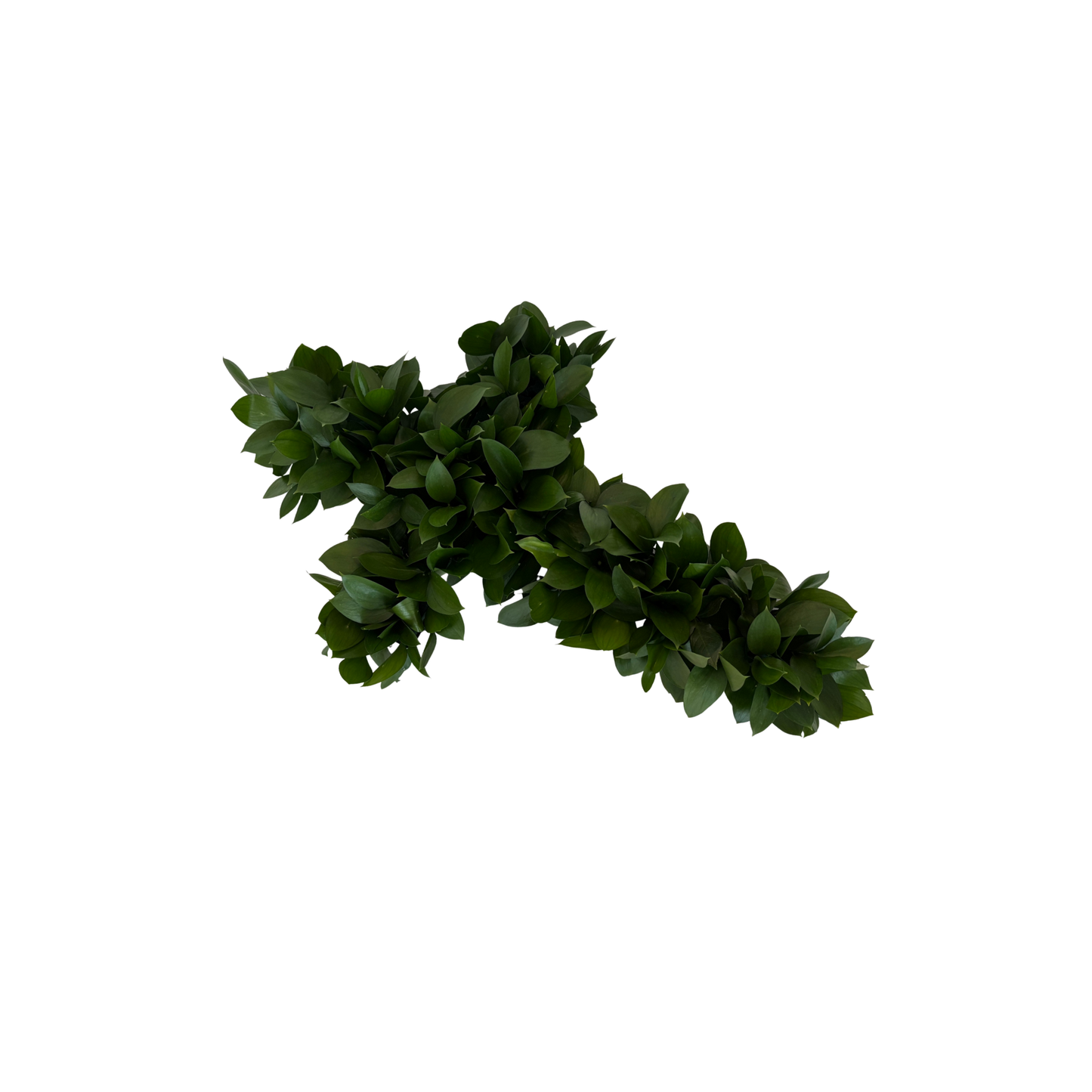 Ruscus cross