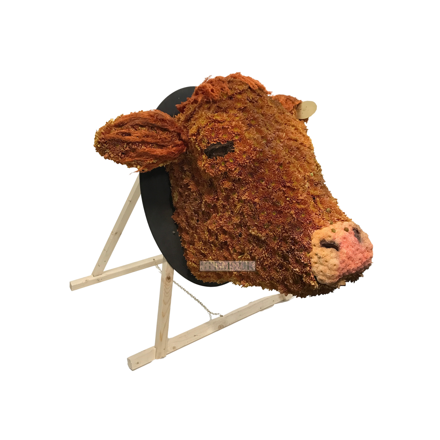 Bulls head